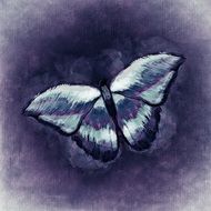 drawing of a butterfly on the purple background