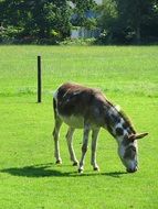 pony eating green grass in the meadow