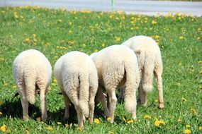 Cute white lambs on a green pasture with beautiful flowers