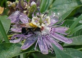 bee pollinating passion flower