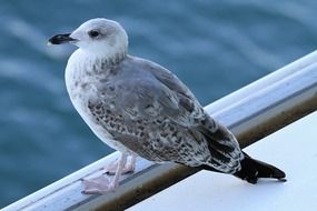 Gull Birds Sitting