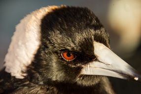 Magpie Australian Beak