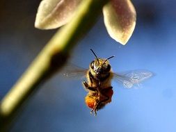 flying honeybee