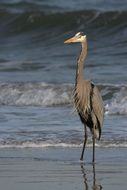 Great Blue Heron standing in water