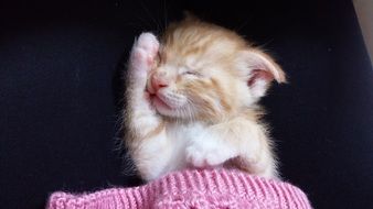 kitten sleeps under a pink blanket