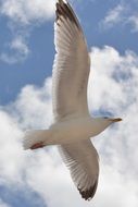 white seagull soaring in the air