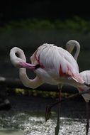 Flamingo Birds in Zoo, estonia, Tallinn