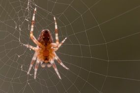 garden spider on his network macro