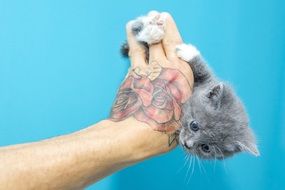 sweet Kitten Pussy on tattooed hand