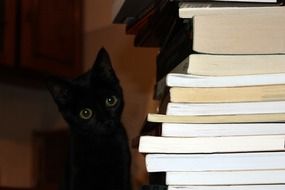 Cute black kitten and a stack of books