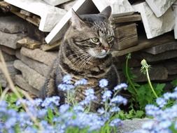 pretty Cat Profile