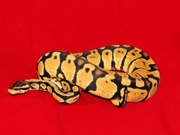 koenigs phyton snake