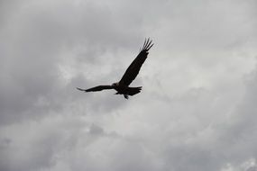 silhouette of a flying raven