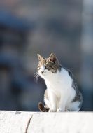 cute cat on a blurred background