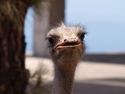 Head of little ostrich in animal world