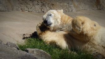 sleeping polar bear