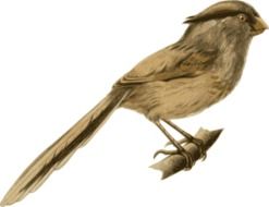 drawn bird with brown feathers on the branch