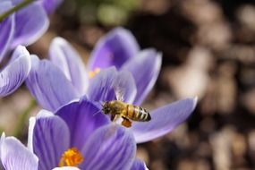Pollen Bee