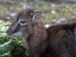 young wild goat