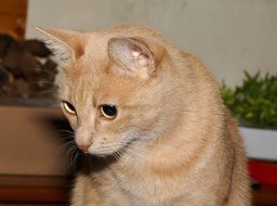 attentive cat eyes
