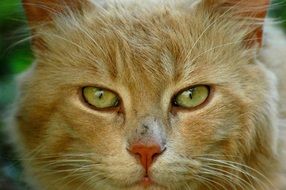 photo of the feline head