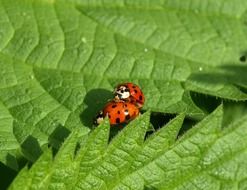 picture of the ladybug's pairing