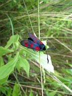 butterfly with red spots on green grass