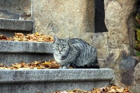 cat on the stone stairs