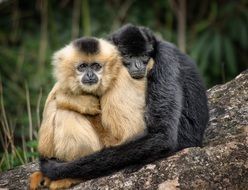 family of fluffy monkeys