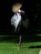funny grey neck grey crowned crane