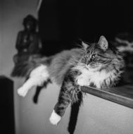 black and white photo of a cat lying on the table