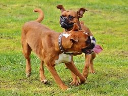 Colorful and beautiful boxer dogs playing with each other