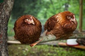 perched chicken farm close-up on blurred background