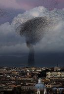 tornado Of Birds