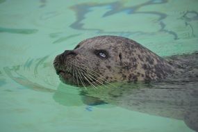 floating sea lion