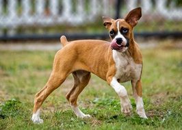 Domestic playful young dog on the meadow