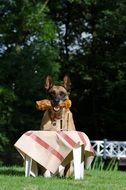 belgian shepherd dog having lunch at dog show
