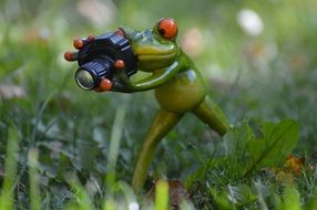 frog with camera