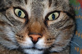 Funny Cat with green eyes close up