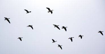 a flock of geese high in the sky