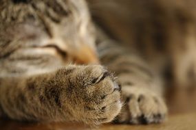 feline cuddly paws