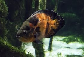 exotic fish in the water