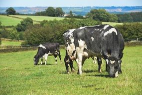 black and white cows grazing on pasture in countryside