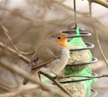 robin at feeding place