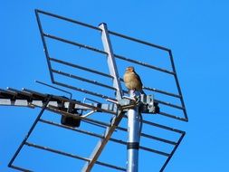 sparrow is sitting on a roof antenna against the blue sky