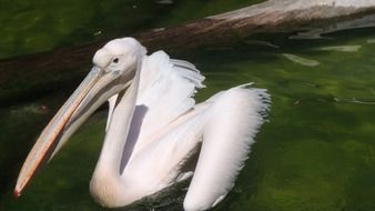 white Pelikan