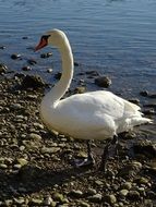Swan near the river