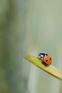 tiny ladybug on stalk in spring