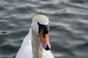 Swan face