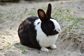 little bunny on the ground